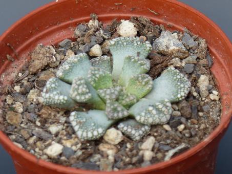 Titanopsis schwantesii SB2154 Klein Karas, near Grünau, Namibia 