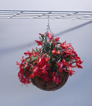 Hanging Baskets 40 cm 