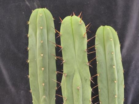 Trichocereus bridgesii Kai X scopulicola Cordobensis 