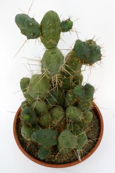 Trichocereus bridgesii f. monstrosa % 