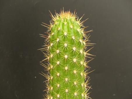 Trichocereus camarguensis 