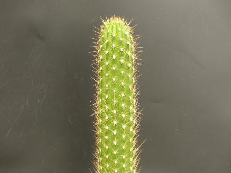 Trichocereus camarguensis 