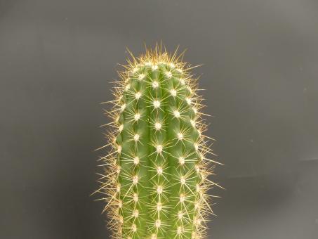 Trichocereus candicans 