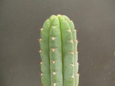 Trichocereus huarazensis % 