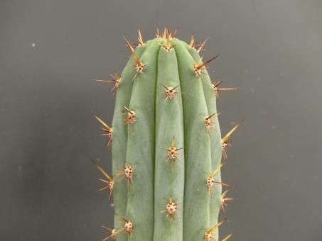 Trichocereus macrogonus 