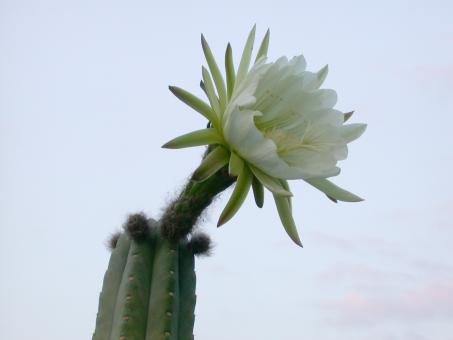 Trichocereus peruvianus % 