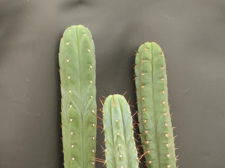 Trichocereus pachanoi Hybride % 