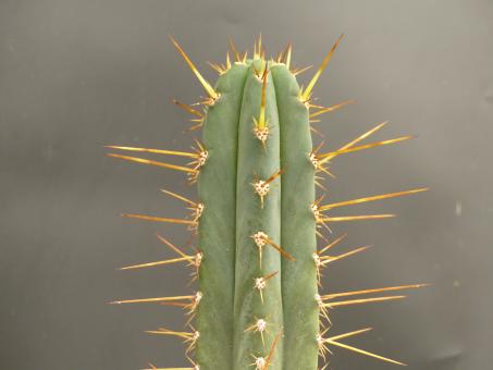 Trichocereus pallarensis 