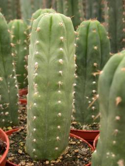 Trichocereus peruvianus % Lucma, Peru 