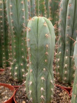 Trichocereus peruvianus % 