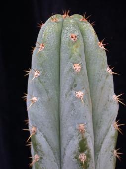 Trichocereus peruvianus % Chochao 