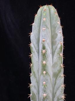 Trichocereus peruvianus % KK242 Matucana, Peru, 2000m 