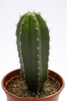 Trichocereus santaensis Chavin de Huantar 