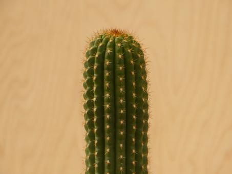 Trichocereus thelegonoides X Echinopsis spec. 