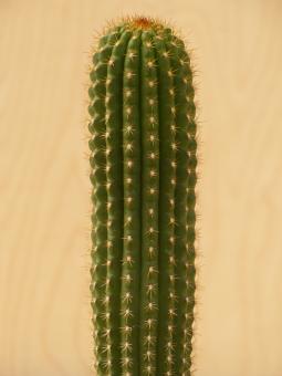 Trichocereus thelegonoides X Echinopsis spec. 