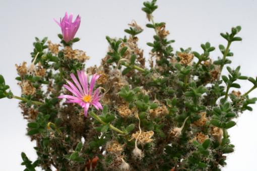 Trichodiadema bulbosum Y. 