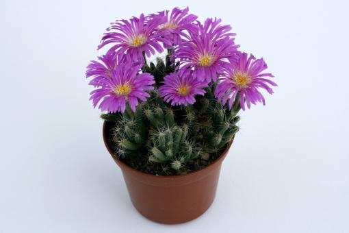 Trichodiadema densum 