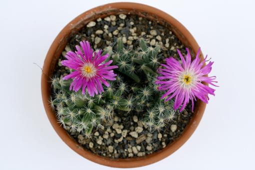 Trichodiadema densum - Schale 