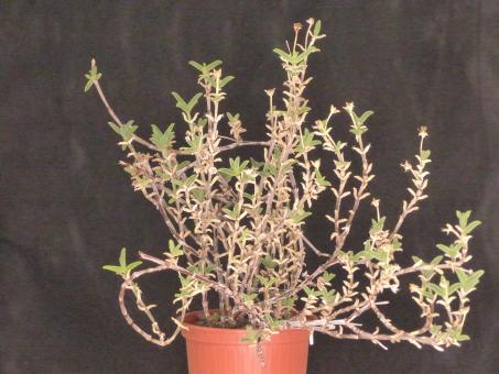 Trichodiadema orientale Brakklot 