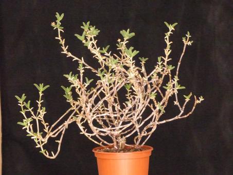 Trichodiadema spec. H4555 