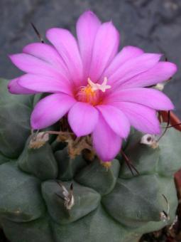 Turbinicarpus alonsoi § % 