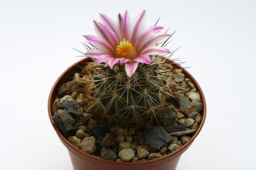 Turbinicarpus beguinii ssp. senilis §  EL Chiflon, Coah, MEX 