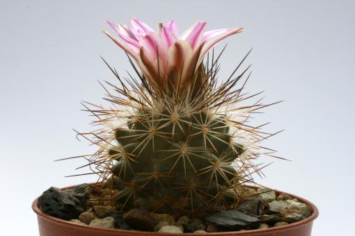 Turbinicarpus beguinii ssp. senilis § EL Chiflon, Coah, MEX 