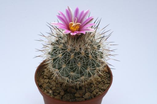 Turbinicarpus beguinii ssp. senilis § MK74-229 Arteaga Canyon, Coah, MEX 