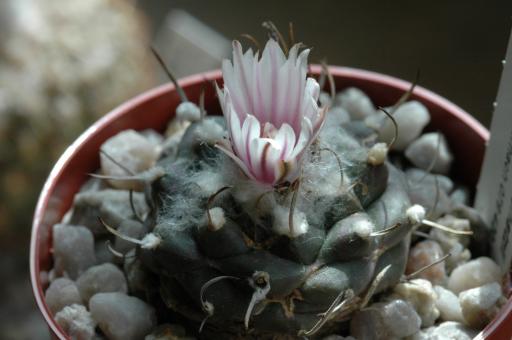 Turbinicarpus bonatzii § 