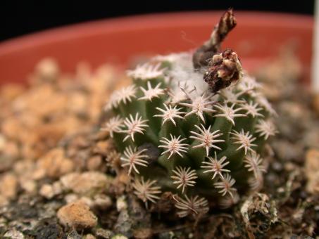 Turbinicarpus gracilis § 