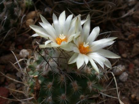 Turbinicarpus gracilis v. dickisoniae § 