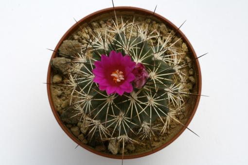 Turbinicarpus horripilus v. wrobelianus § 
