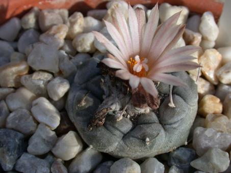 Turbinicarpus jauernigii § 