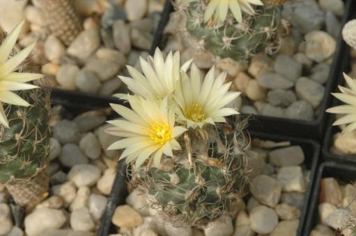 Turbinicarpus krainzianus v. minimus § % 