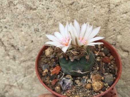 Turbinicarpus macrochele § El Herrero, La Paz 