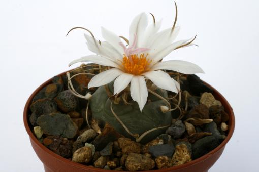 Turbinicarpus macrochele ssp. kupcakii § TCG3020 San Antonio de los Castillos, SLP, MEX 