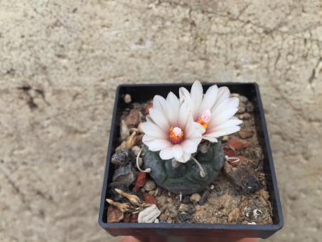 Turbinicarpus polaskii § % La Bonita, SLP, MEX 