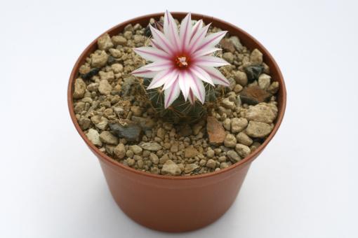 Turbinicarpus saueri ssp. nellissae §  Bustamante, Nuevo León, MEX 