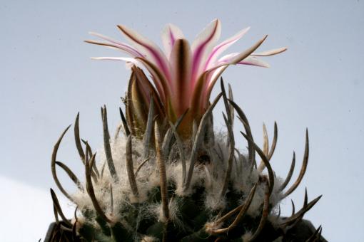 Turbinicarpus schmiedickeanus § 