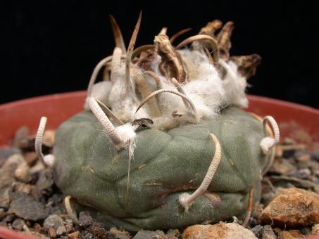 Turbinicarpus schwarzii § 