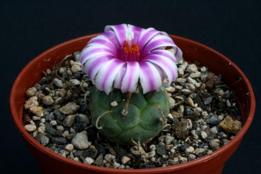 Turbinicarpus schwarzii v. rubriflorus § 