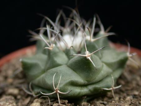 Turbinicarpus swobodae § 