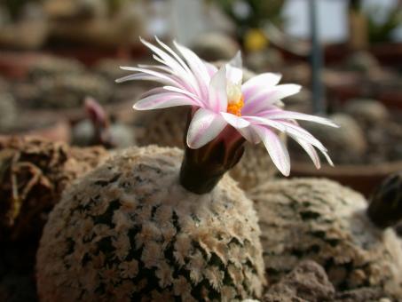 Turbinicarpus valdezianus § 