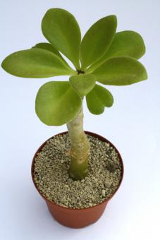 Tylecodon paniculatum südliches Afrika 