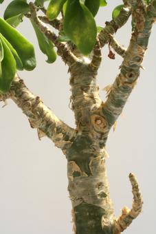 Tylecodon paniculatum 