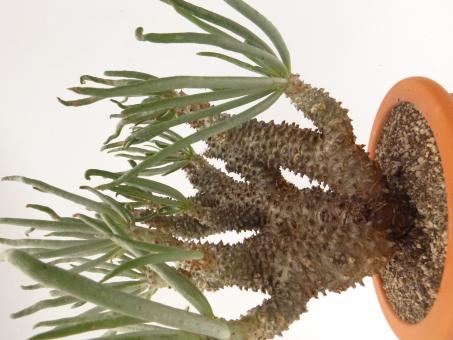 Tylecodon wallichii 