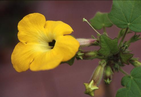 Uncarina grandidieri Y. $ Madagascar 