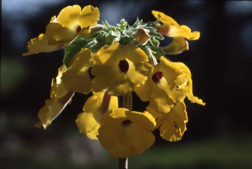 Uncarina peltata Y. $ nw. Madagascar 