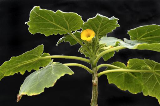 Uncarina roeoesliana Y. Madagascar 