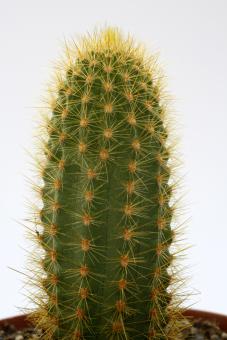 Vatricania guentheri 